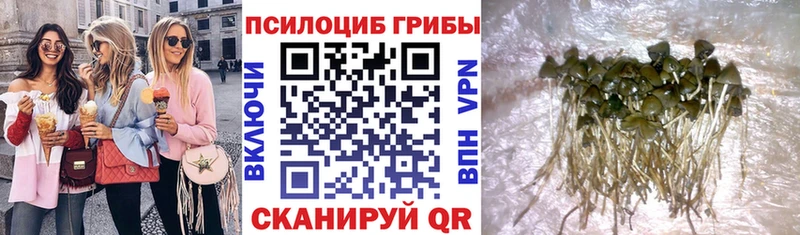 Галлюциногенные грибы Psilocybe где продают Мариинский Посад